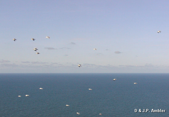 Seabirds.SB20