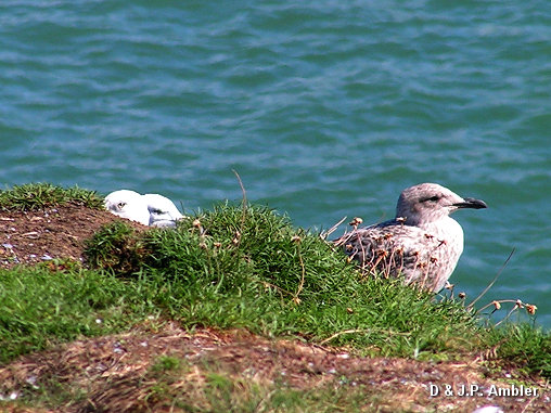 Seabirds.SB2