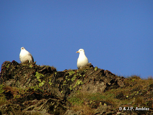 Seabirds.SB3