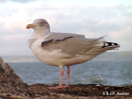 Seabirds.SB7