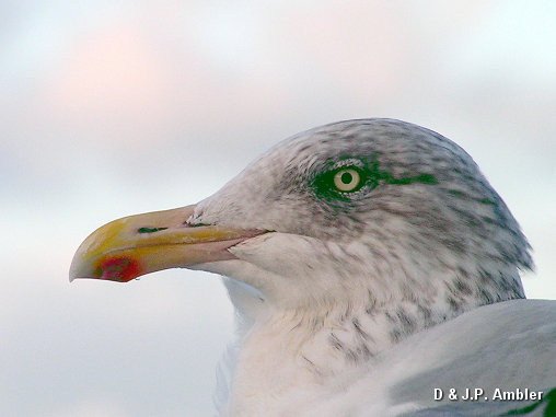 Seabirds.SB8