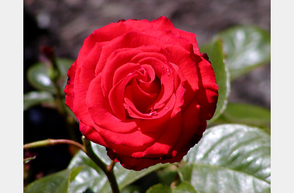 P6300086
