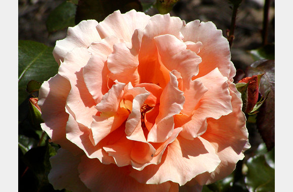 P6300089