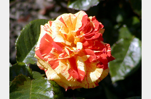 P6300091