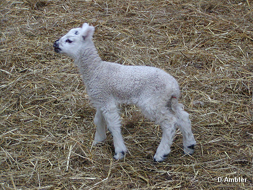 Sheep & Lambs  003