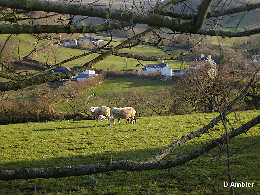 Sheep & Lambs  006