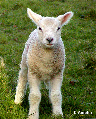 Sheep & Lambs  008
