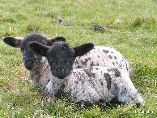 Sheep & Lambs  010