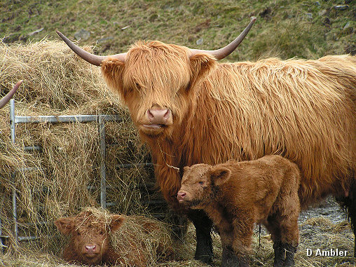 Highland calves 002