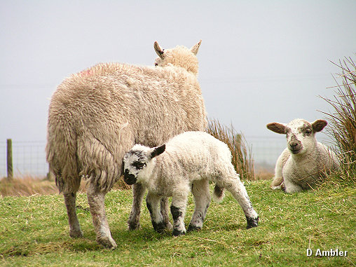 Sheep & Lambs  014