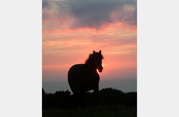 sunset horse