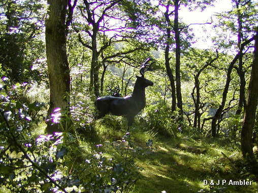 Devil's Bridge - Stag?
