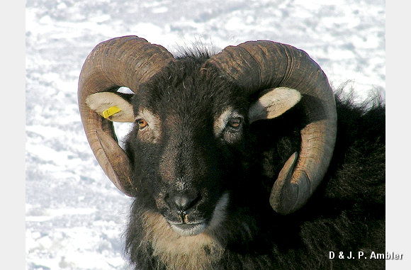 Snow sheep near Trefenter 002