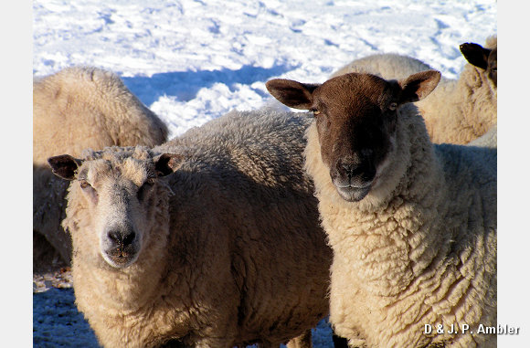 Snow sheep near Trefenter 003