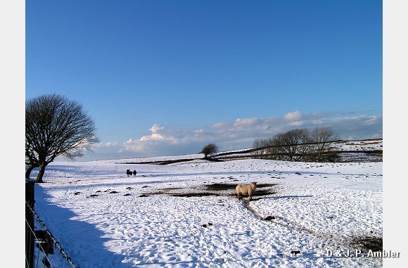 Snow sheep near Trefenter 006