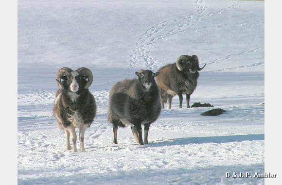 Snow sheep near Trefenter 007