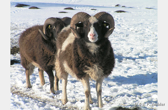 Snow sheep near Trefenter 012