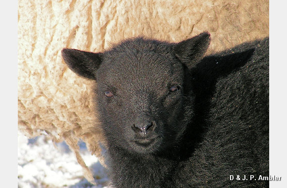Snow sheep near Trefenter 013