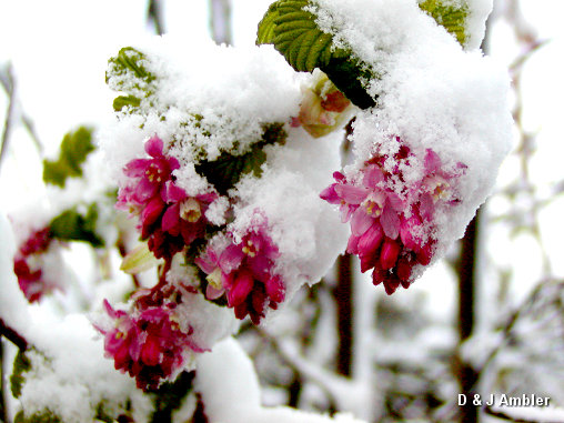 Flowers in the snow