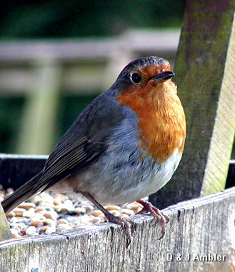 Robin 1