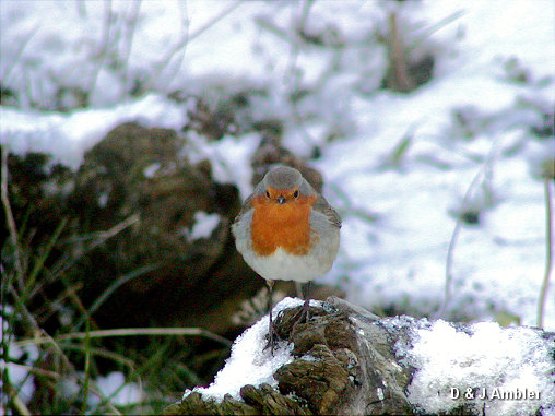 Robin